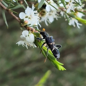 Scrobiger idoneus at Bungendore, NSW - 10 Jan 2025