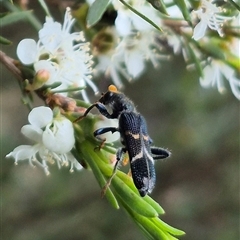 Scrobiger idoneus at Bungendore, NSW - 10 Jan 2025