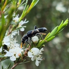 Scrobiger idoneus at Bungendore, NSW - 10 Jan 2025