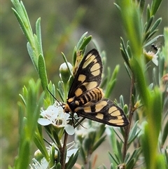 Amata nr aperta (Pale Spotted Tiger Moth) at Bungendore, NSW - 10 Jan 2025 by clarehoneydove