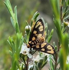 Amata nr aperta at Bungendore, NSW - suppressed