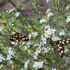 Amata (genus) (Handmaiden Moth) at Bungendore, NSW - 10 Jan 2025 by clarehoneydove