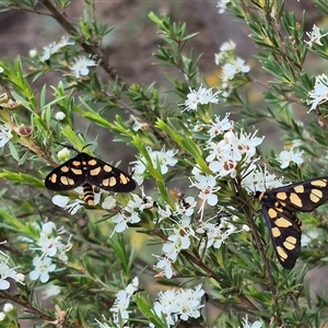 Amata (genus) (Handmaiden Moth) at Bungendore, NSW by clarehoneydove