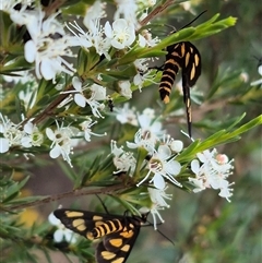 Amata (genus) at Bungendore, NSW - suppressed