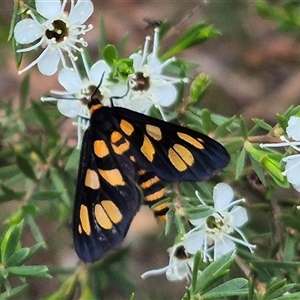 Amata (genus) at Bungendore, NSW - suppressed