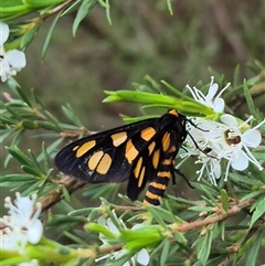 Amata (genus) at Bungendore, NSW - suppressed