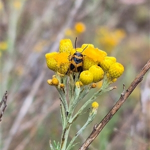 Aporocera (Aporocera) speciosa at Bungendore, NSW - suppressed