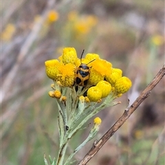 Aporocera (Aporocera) speciosa at Bungendore, NSW - 10 Jan 2025