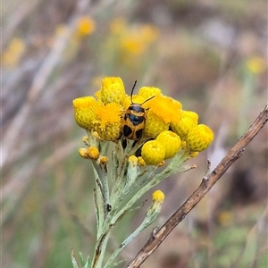 Aporocera (Aporocera) speciosa at Bungendore, NSW - suppressed