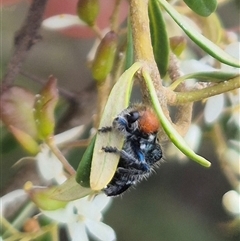 Zenithicola crassus (Clerid beetle) at Bungendore, NSW - 10 Jan 2025 by clarehoneydove