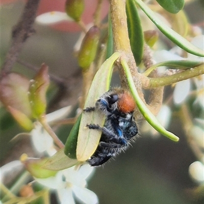 Zenithicola crassus (Clerid beetle) at Bungendore, NSW - 10 Jan 2025 by clarehoneydove