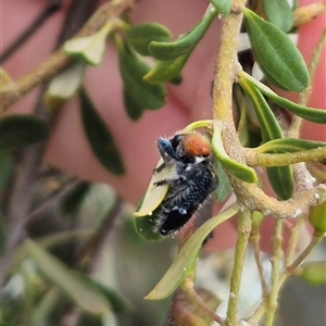 Zenithicola crassus at Bungendore, NSW - suppressed