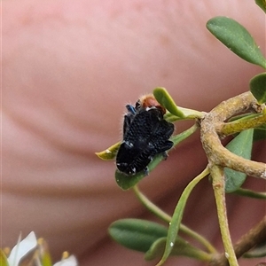 Zenithicola crassus at Bungendore, NSW - suppressed