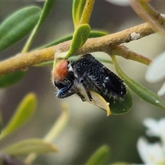 Zenithicola crassus at Bungendore, NSW - suppressed