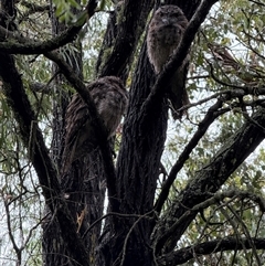 Podargus strigoides (Tawny Frogmouth) at Broulee, NSW - 10 Jan 2025 by PeterA