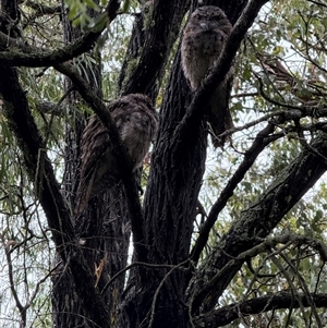 Podargus strigoides (Tawny Frogmouth) at Broulee, NSW by PeterA