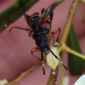 Obrida fascialis at Bungendore, NSW - 10 Jan 2025