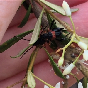 Obrida fascialis at Bungendore, NSW - 10 Jan 2025