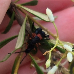 Obrida fascialis at Bungendore, NSW - 10 Jan 2025