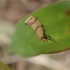 Psaroxantha basilica (A Concealer moth (Wingia Group)) at Murrumbateman, NSW - 10 Jan 2025 by SimoneC