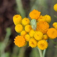 Taylorilygus apicalis at Bungendore, NSW - 10 Jan 2025