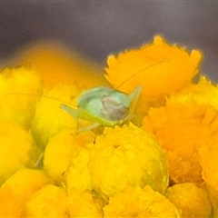 Taylorilygus apicalis at Bungendore, NSW - 10 Jan 2025