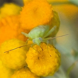 Taylorilygus apicalis at Bungendore, NSW - 10 Jan 2025