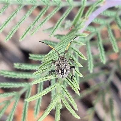 Poecilometis sp. (genus) (A Gum Tree Shield Bug) at Bungendore, NSW - 10 Jan 2025 by clarehoneydove