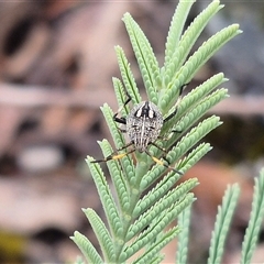 Poecilometis sp. (genus) at Bungendore, NSW - suppressed