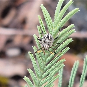 Poecilometis sp. (genus) at Bungendore, NSW - suppressed