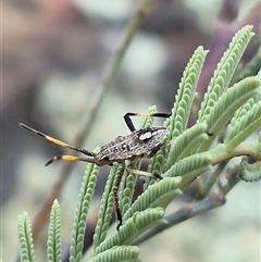 Poecilometis sp. (genus) at Bungendore, NSW - suppressed