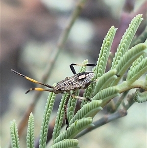 Poecilometis sp. (genus) at Bungendore, NSW - suppressed