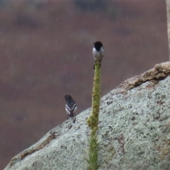 Melanodryas cucullata cucullata (Hooded Robin) at Tharwa, ACT - 10 Jan 2025 by RodDeb