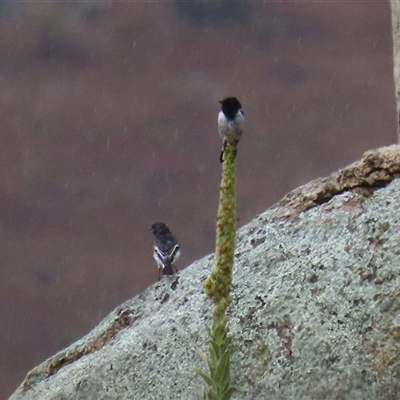 Melanodryas cucullata cucullata (Hooded Robin) at Tharwa, ACT - 10 Jan 2025 by RodDeb