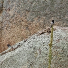 Melanodryas cucullata cucullata at Tharwa, ACT - suppressed