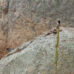 Melanodryas cucullata cucullata at Tharwa, ACT - suppressed