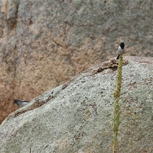 Melanodryas cucullata cucullata at Tharwa, ACT - suppressed