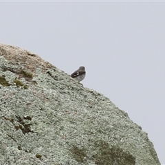 Melanodryas cucullata cucullata at Tharwa, ACT - suppressed