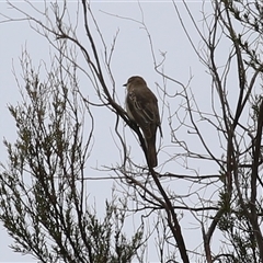 Lalage tricolor (White-winged Triller) at Tharwa, ACT - 10 Jan 2025 by RodDeb