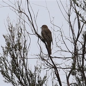 Lalage tricolor (White-winged Triller) at Tharwa, ACT by RodDeb