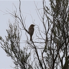 Lalage tricolor at Tharwa, ACT - 10 Jan 2025