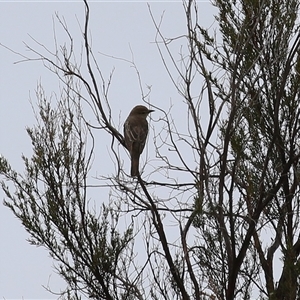 Lalage tricolor at Tharwa, ACT - 10 Jan 2025 12:42 PM