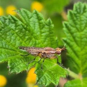 Dichetophora sp. (genus) (Marsh fly) at Bungendore, NSW by clarehoneydove