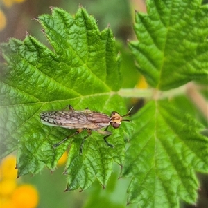 Dichetophora sp. (genus) at Bungendore, NSW - suppressed