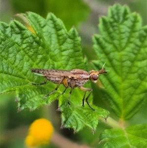 Dichetophora sp. (genus) at Bungendore, NSW - suppressed