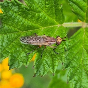 Dichetophora sp. (genus) at Bungendore, NSW - suppressed