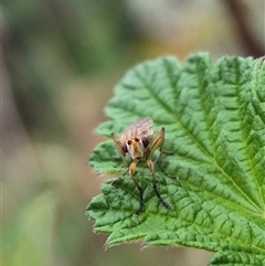 Dichetophora sp. (genus) at Bungendore, NSW - suppressed