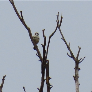 Stizoptera bichenovii (Double-barred Finch) at Tharwa, ACT by RodDeb