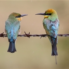 Merops ornatus (Rainbow Bee-eater) at Tharwa, ACT - 10 Jan 2025 by RodDeb