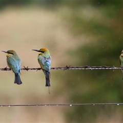 Merops ornatus at Tharwa, ACT - suppressed